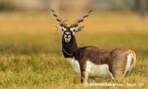 Preparations underway to translocate blackbuck to Chitwan