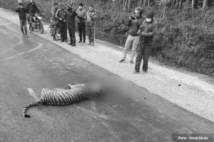 Stakeholders are concerned as more wild animals get spotted on Nepal highways