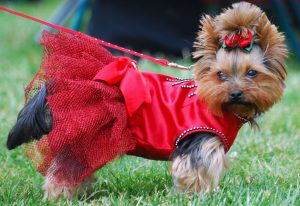 Here are 6 stores selling clothes for your pets in Kathmandu