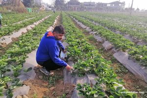 Returning home from the US to cultivate his dreams–and, strawberries