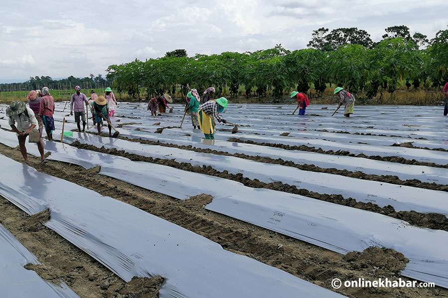 File: Farming in Nepal