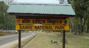 Untimely deaths of wildlife in Banke National Park on the rise