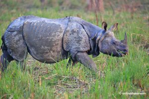 34 absconding rhino poachers arrested