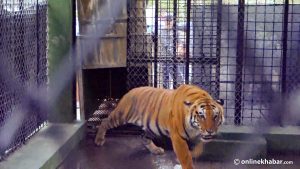 Tiger held and released into Chitwan National Park