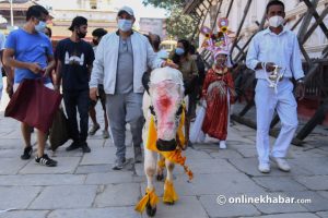 Nepal worships these 7 animals every year, with special festivals for most