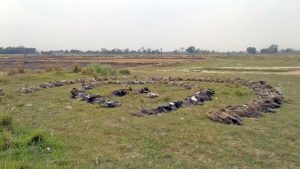 Mass vulture deaths remind Nepal conservationists of past challenges that are not really past