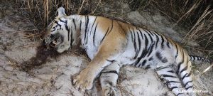 Tiger found dead in Parsa community forest