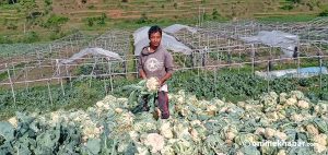 Kathmandu lockdown: Makawanpur farmers throw vegetables for want of market