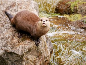 World Otter Day: Why Nepal needs to conserve otters