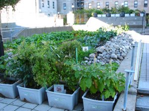 Into rooftop farming in Nepal? Have these plants for best production