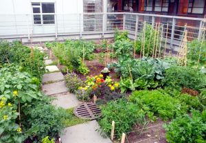 How to start rooftop farming in Nepal? A step-by-step guide