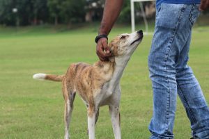 Pet-keeping is popular in urban Nepal. Here are tips to take care of them