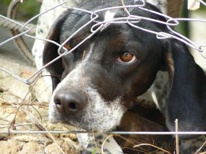 Why is Nepal not so friendly to pets yet? What could be a solution?