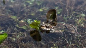 Every frog has its day: When Newas of Kathmandu feed frogs rice which the animals do not eat