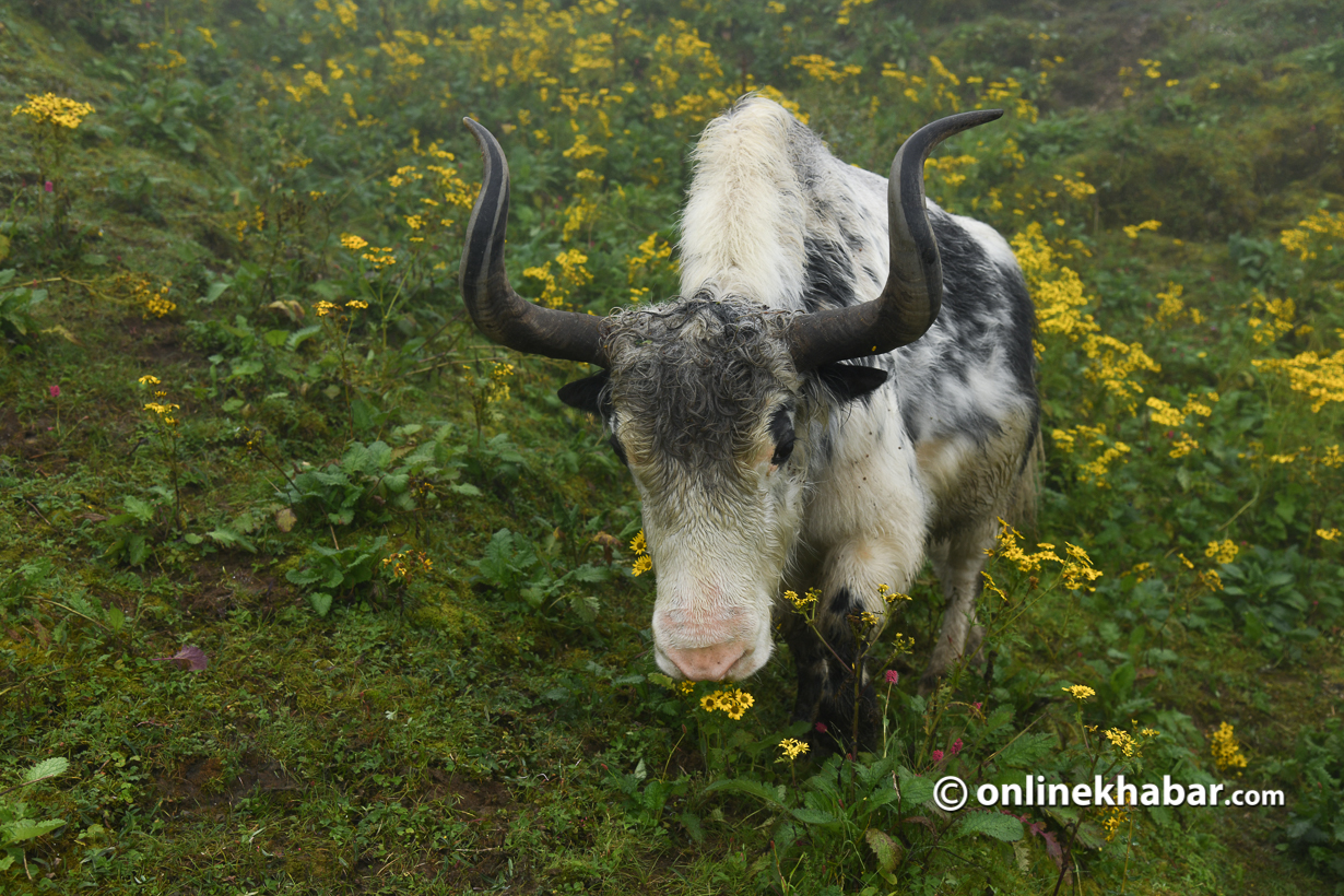 A yak