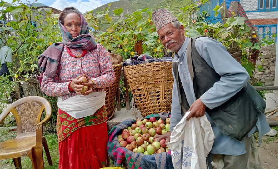 jumla apple farming farmers