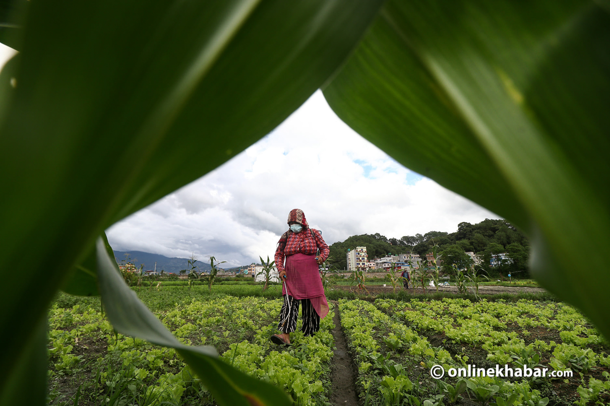 Farmers say their yield is nominal if they do npesticides, due climate change