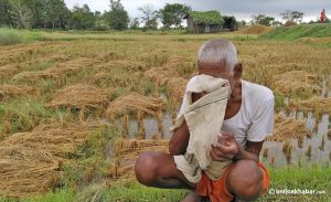 Unseasonal rainfall and disasters in Nepal: With weaknesses exposed, it’s time to act