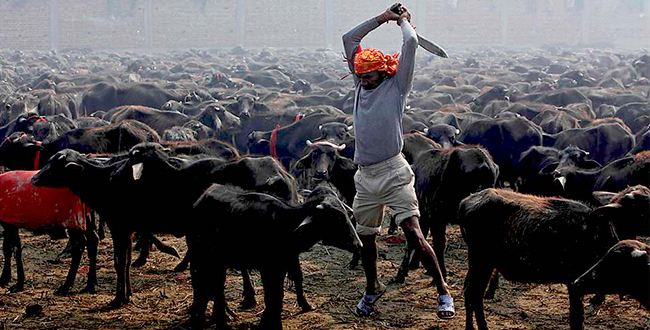 gadhimai animal sacrifice