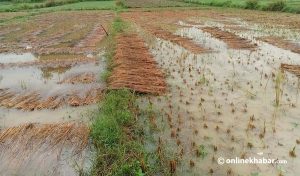 Unseasonal rainfall caused a loss of Rs 7.22 billion to Nepal farmers: Govt