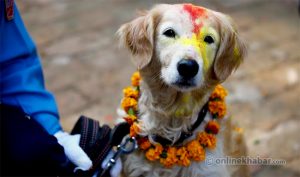 Nepal worships these 7 animals every year, with special festivals for most