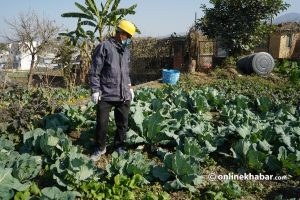 Climate change has ruined Nepal’s vegetable farms. Are farmers ready to save themselves?