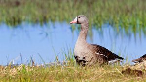 Two new species of birds discovered near the Narayani river