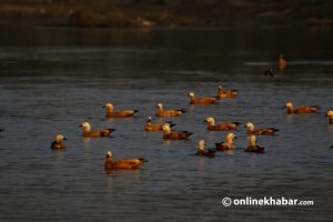 Wetlands in Nepal are in a sorry state. Loss of birds there is an alarm bell