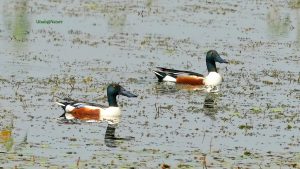 Nepal is losing the status of migratory birds’ paradise. How can you prevent this?