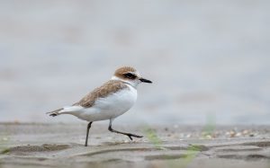 Migratory birds start flocking to Kailali-Kanchanpur’s wetlands