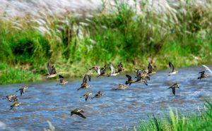 Narayani river bird census: Decline in numbers and conservation challenges