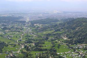 Unveiling the hidden power of urban forestry against the heat