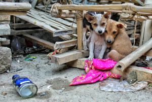 Here’s what you can do to improve the situation of street dogs in Nepal