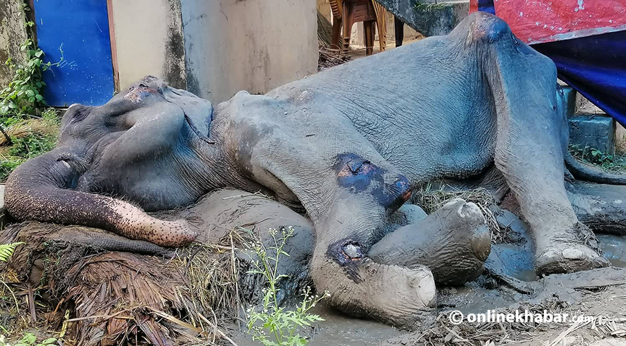 Kajalkali-hatti-elephant-death