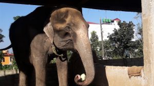 Illegal elephant trade: Activists urge NTNC to look after rescued animals