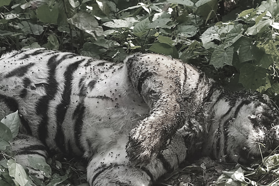 Tiger found dead at Chitwan National Park