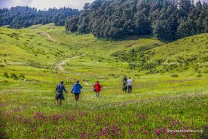 Khaptad is heaven every monsoon thanks to blossoming wildflowers