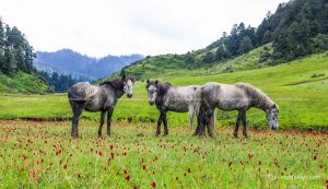 883 tourists visit Khaptad in 7 months