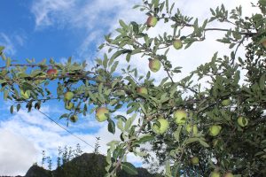 Apple farming can help Karnali’s fight against poverty. Are stakeholders ready?