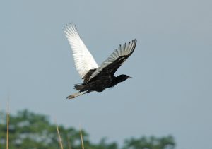 Bengal floricans in Nepal: Are these small birds, critically endangered, awaiting extinction?