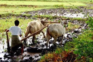 Freed haliyas’ ruptured destination: How landlessness is still a problem in rural Nepal