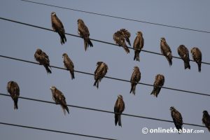 High–tension power lines: A threat to bird biodiversity in Nepal and beyond