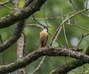 Tourists arrival increase in Parsa National Park