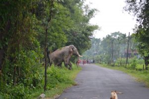 Ten people killed in wildlife attacks