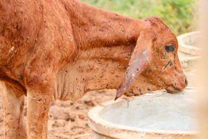 Lumpy skin disease: Know everything about Nepali farmers’ regular trouble