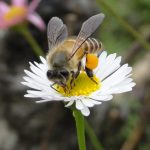 Honeybees for food security: The way forward