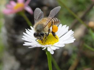 Honeybees for food security: The way forward