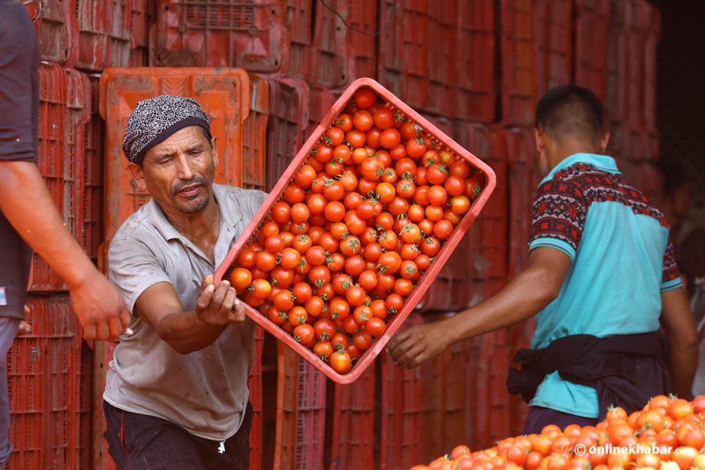 Tomatoes rot as farmers don’t get a fair price