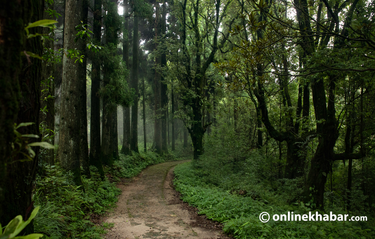 Lost in the woods: Government’s neglect of timber management risks forest sustainability