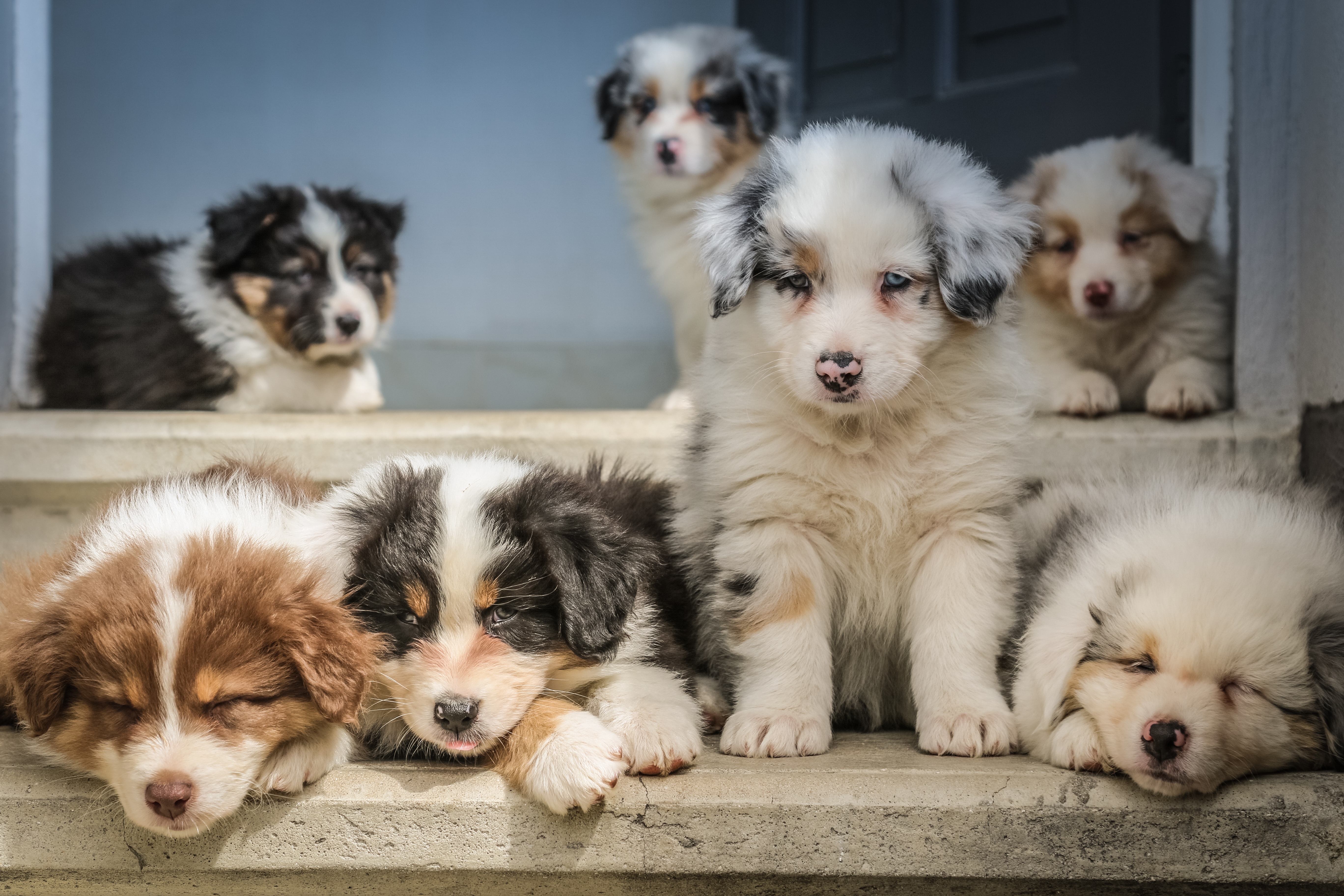 Paws of despair: The tragic reality of puppy mills